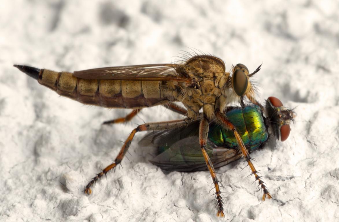 DSC_6599_600___606_FOCUS projects